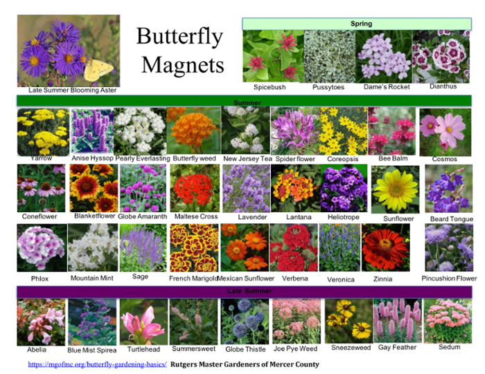 Butterfly Plants poster